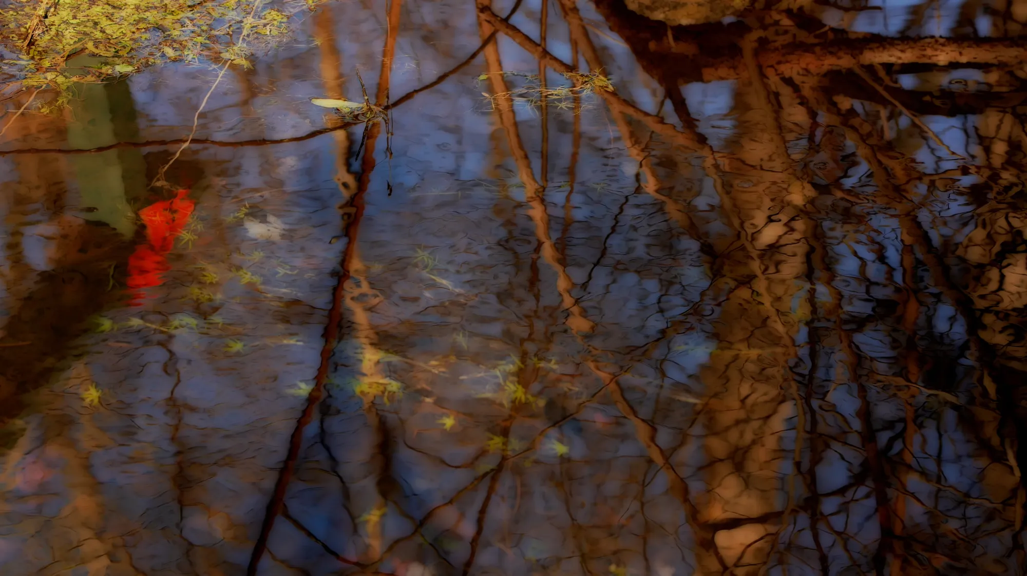 Maureen O'Leary: The Linden Trees