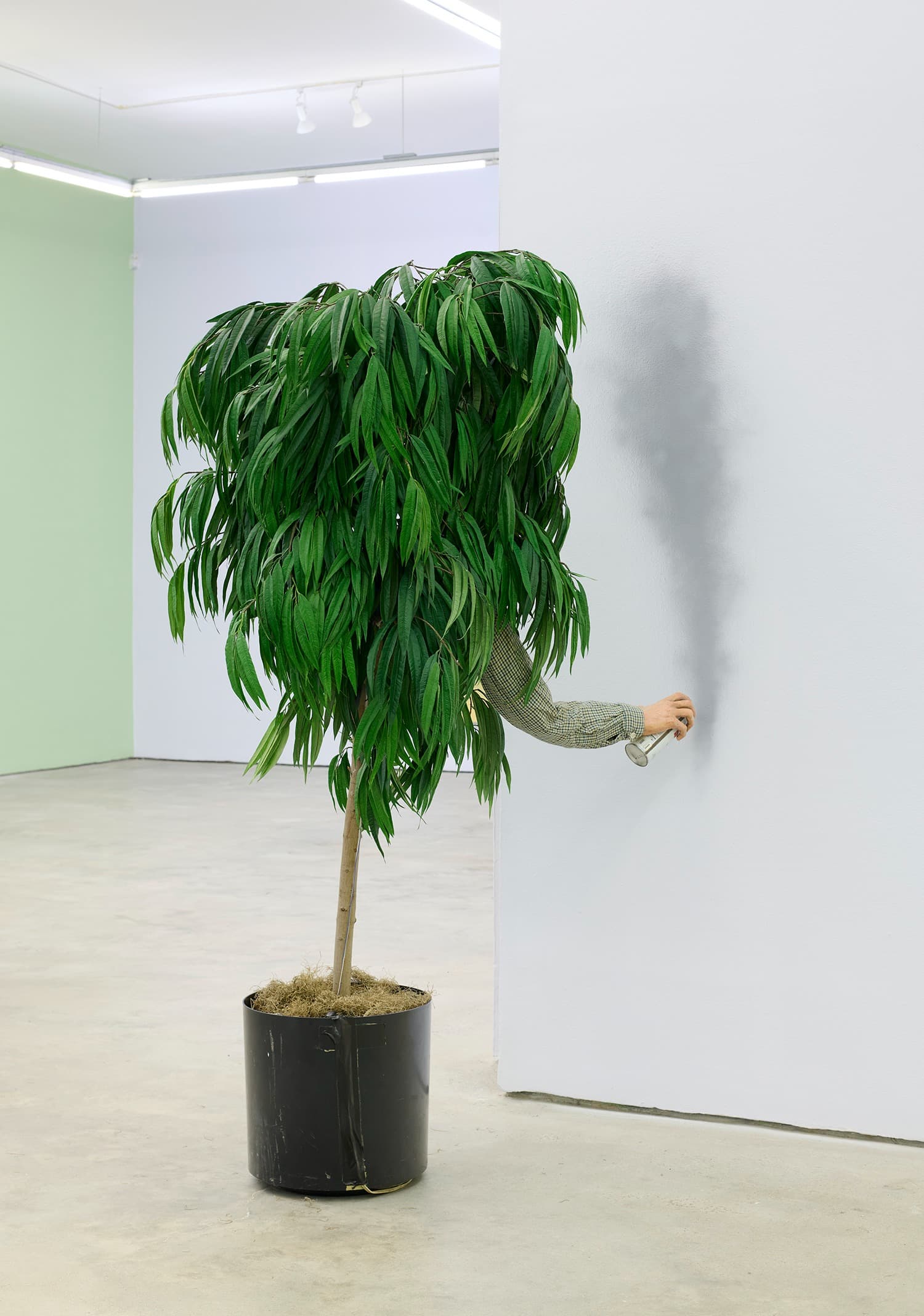 Herbivore