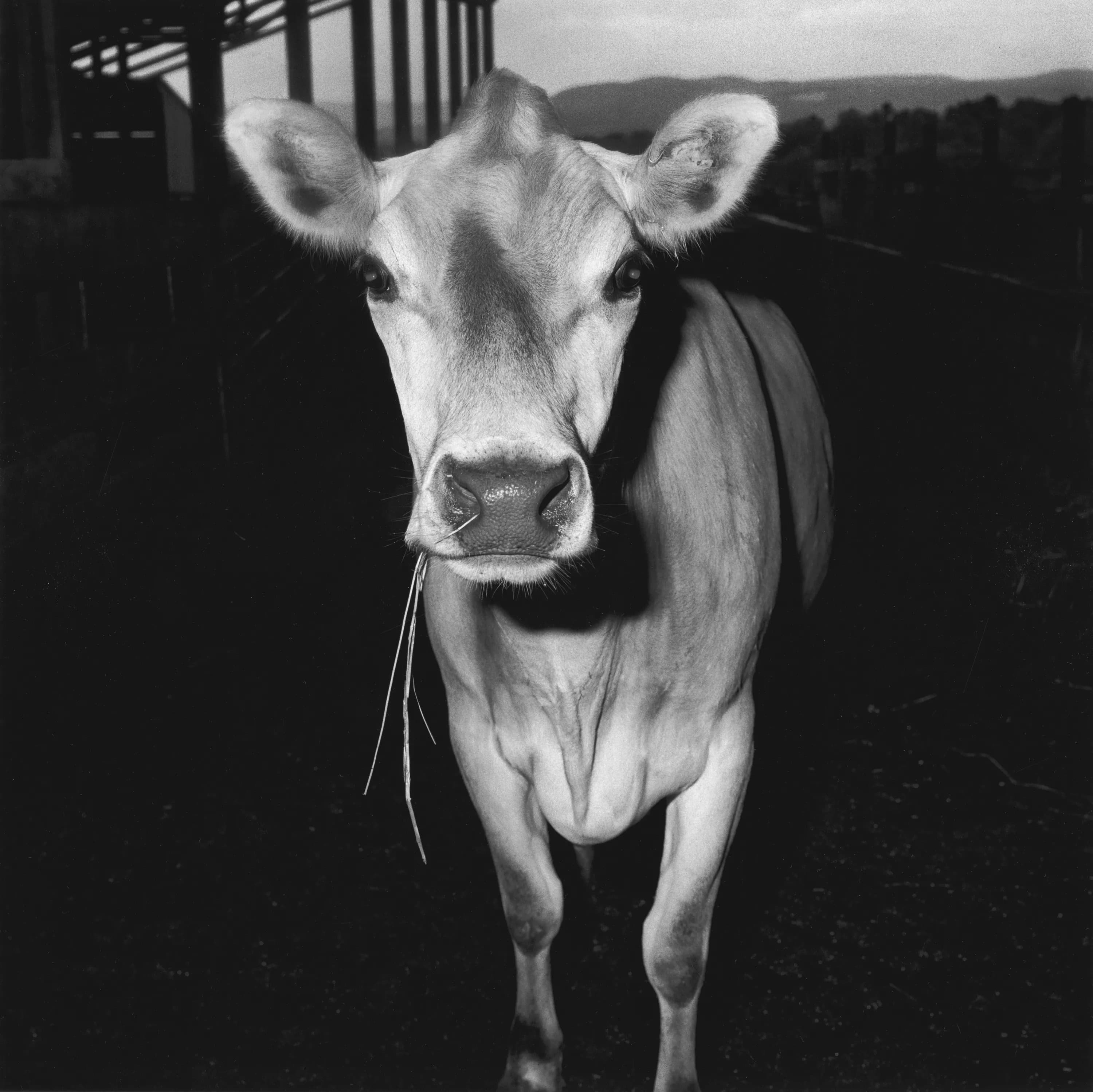 Peter Hujar: The Gracie Mansion Show Revisited