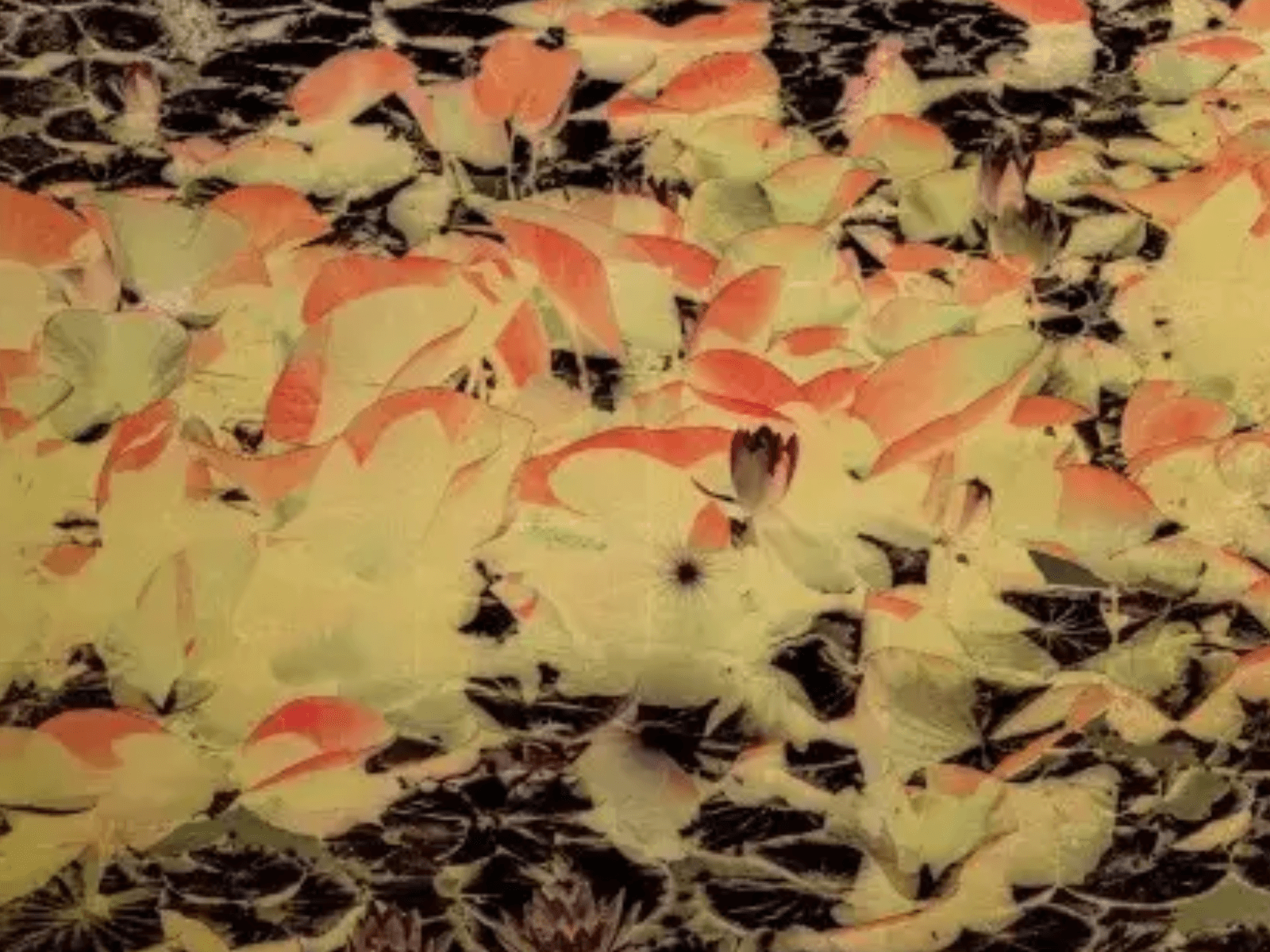 Albarrán Cabrera: Windows to the unexpected