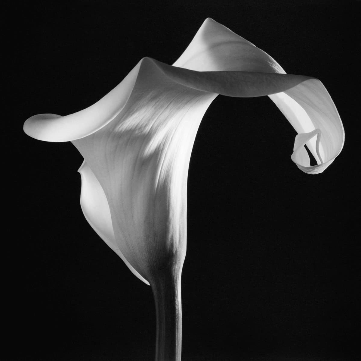 Robert Mapplethorpe