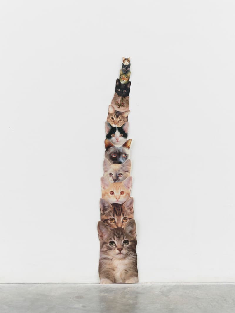 Cats & Apples