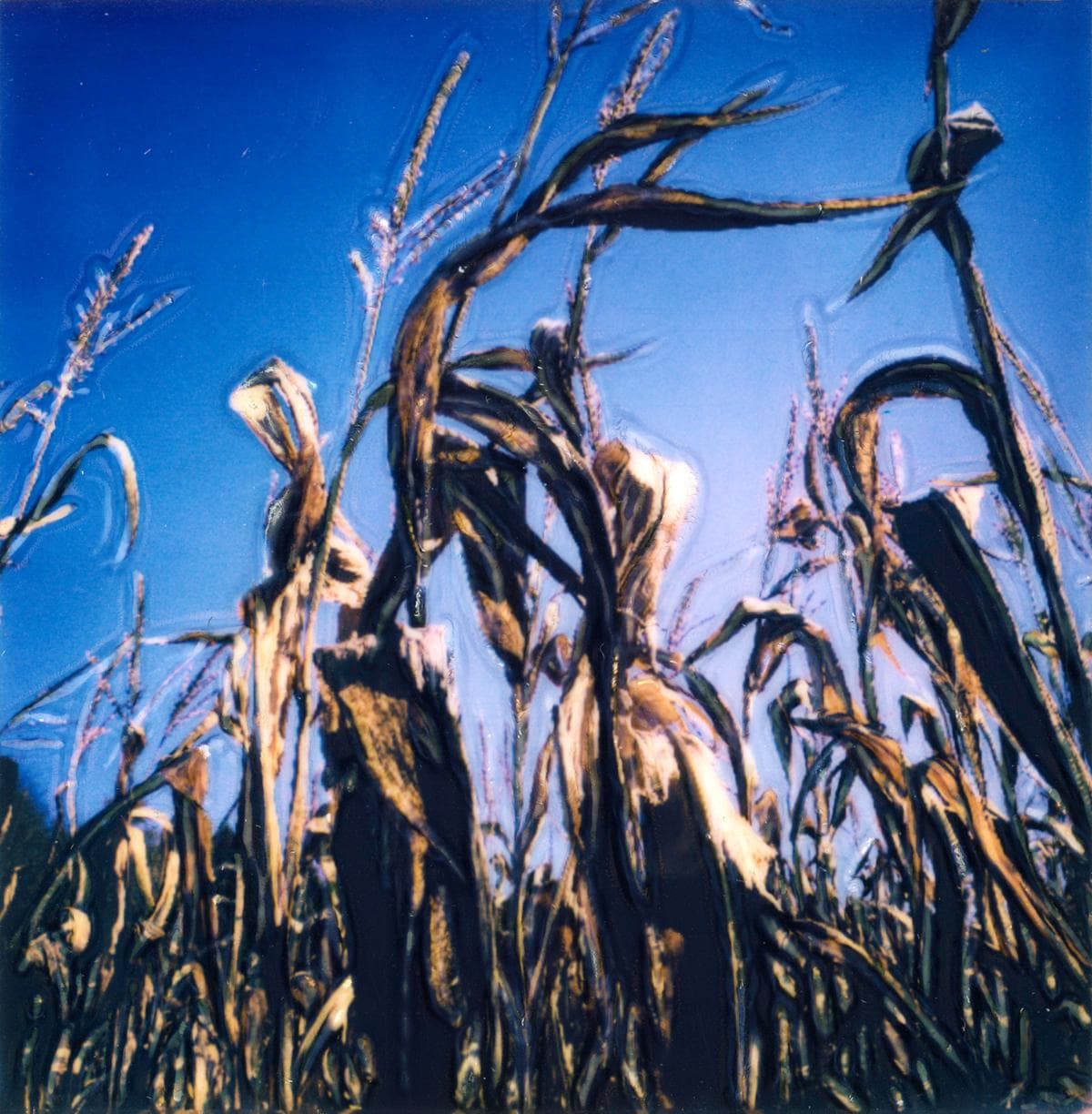 Elizabeth DeMayo: Polaroid Revisions