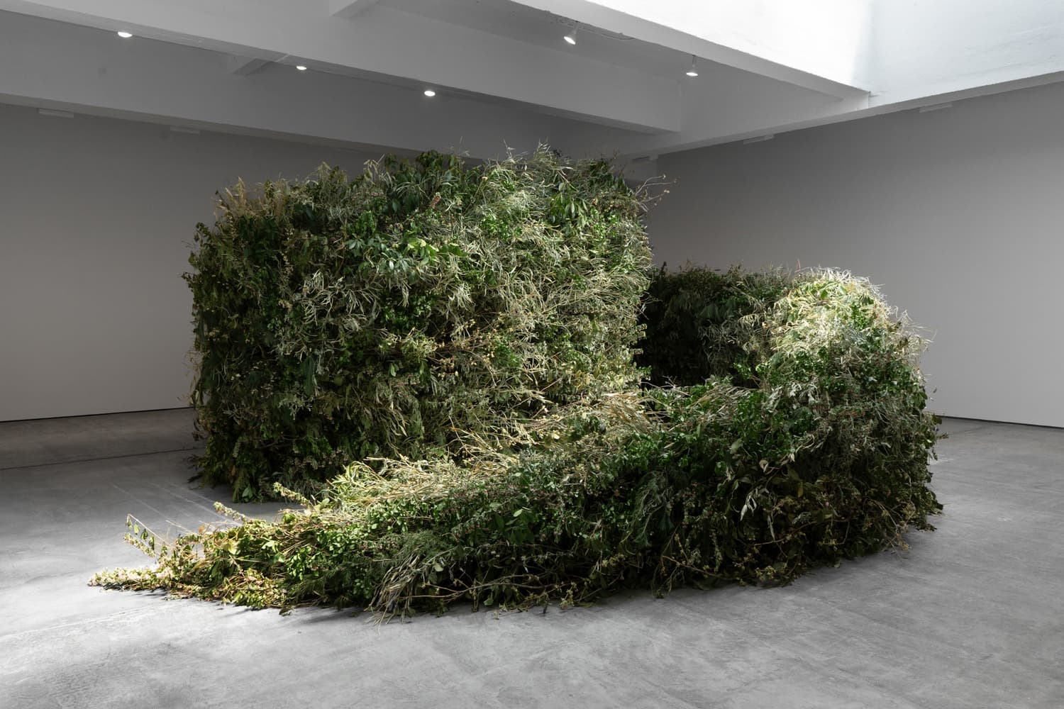 Meg Webster: Thicket