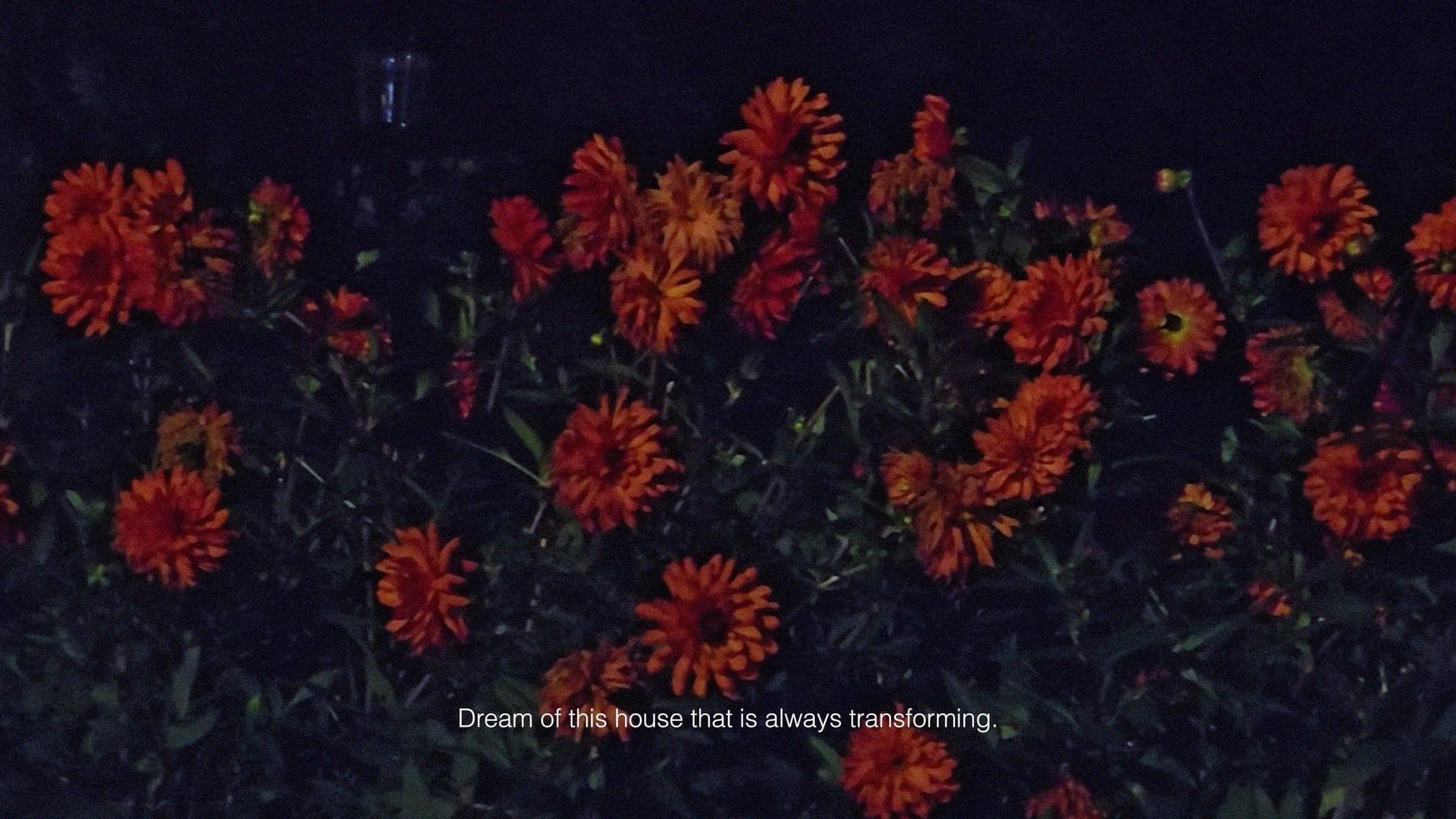 Dominique Gonzalez-Foerster: Zone